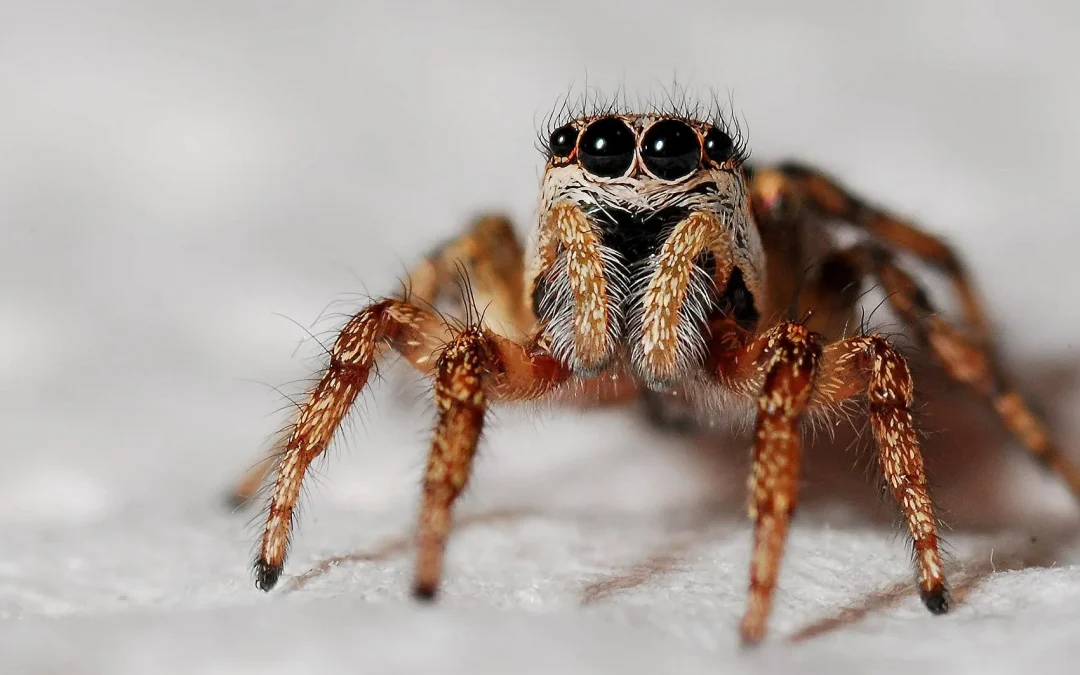 How to Protect Yourself Against 5 Venomous Spiders in Texas