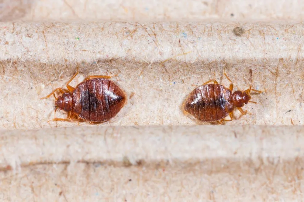 Do Bed Bugs Fly? Understanding Irritating Infestations