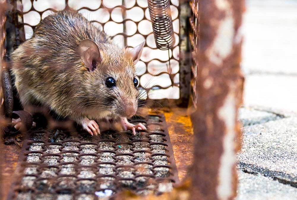 Discover the Unseen Health Risks of Rodent Infestations