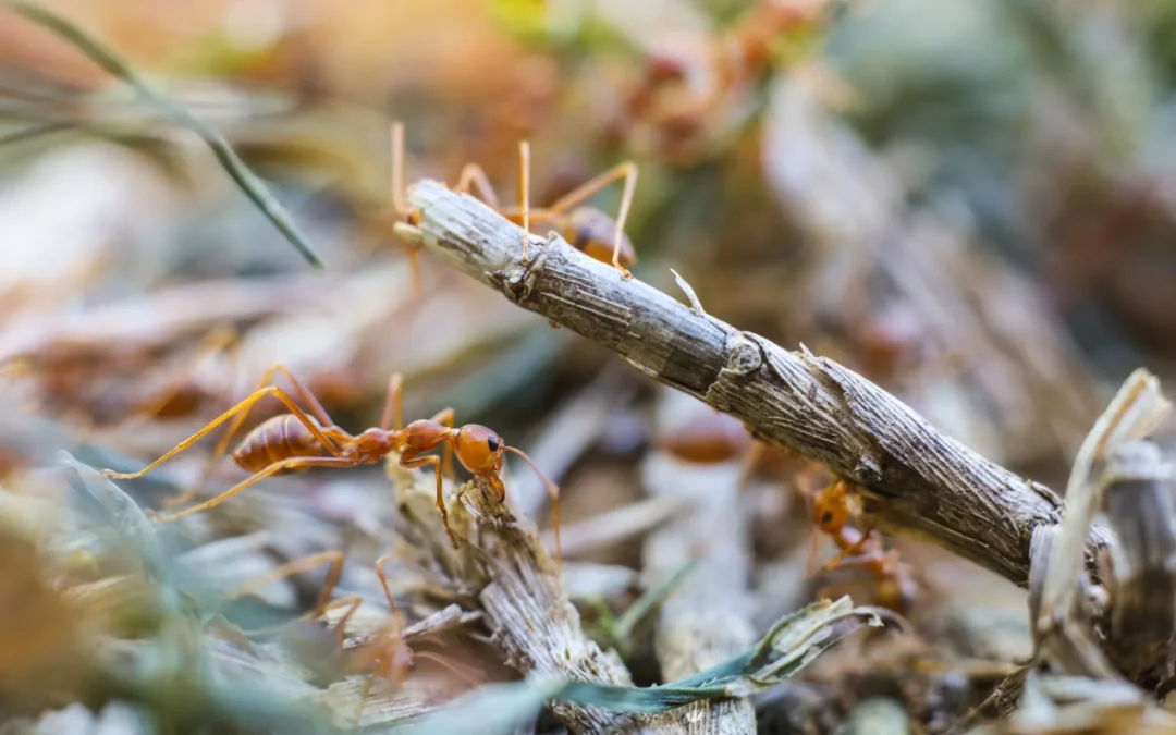 Fire Ants in Texas: The Negative Impact of Destructive Pests