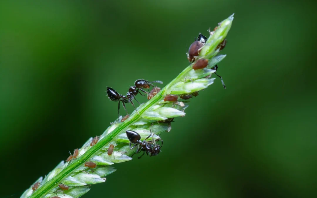 Acrobat Ants | How These Pests Can Inform you of Home Damage