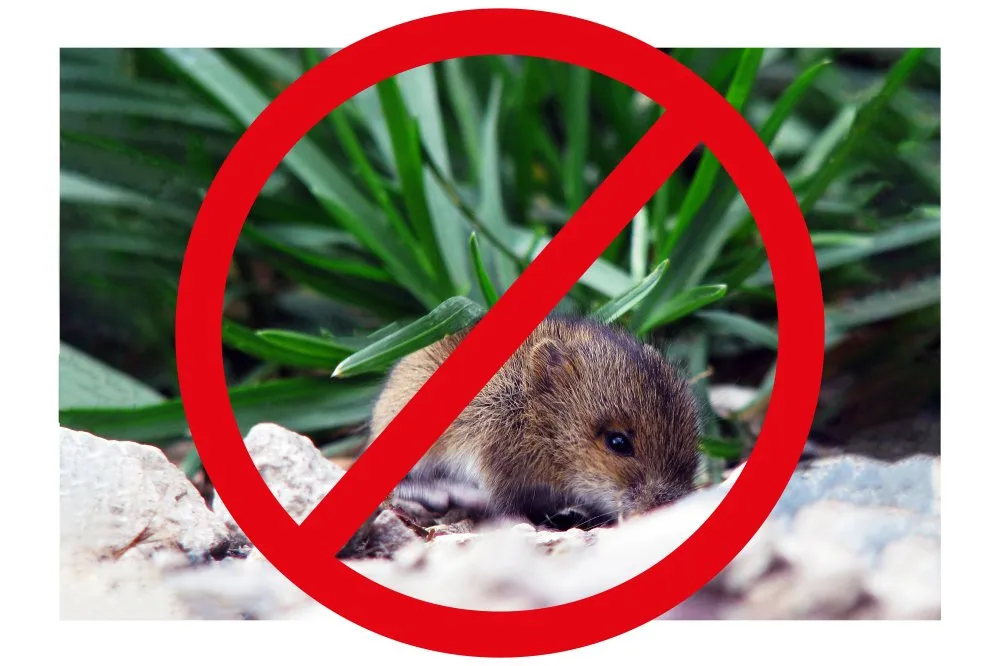 How to Get Rid of Rats | NTX Best Pest
