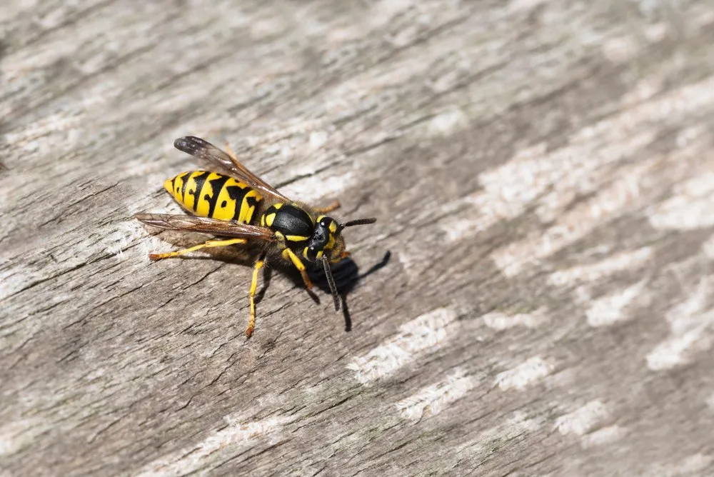 Why Are Yellow Jackets Attracted to Water?