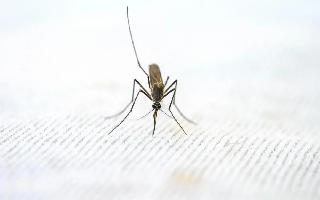 How Long Do Mosquitoes Live? The Life Cycle of Pesky Insects