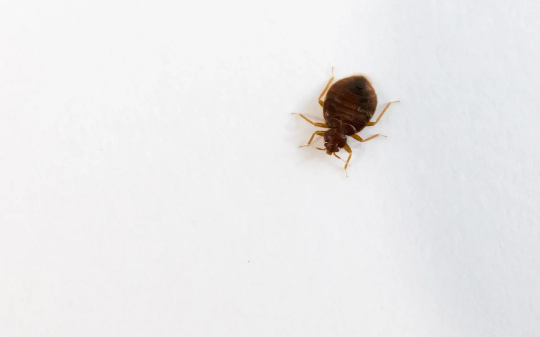 Tick vs Bed Bug Pest Control | The Best Way to Fight Pests!